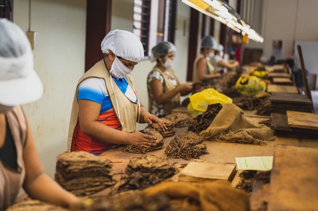 pekerja pabrik sedang melakukan quality control produk tembakau